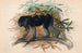 The sooty monkey - Joseph Wolf — artwork view