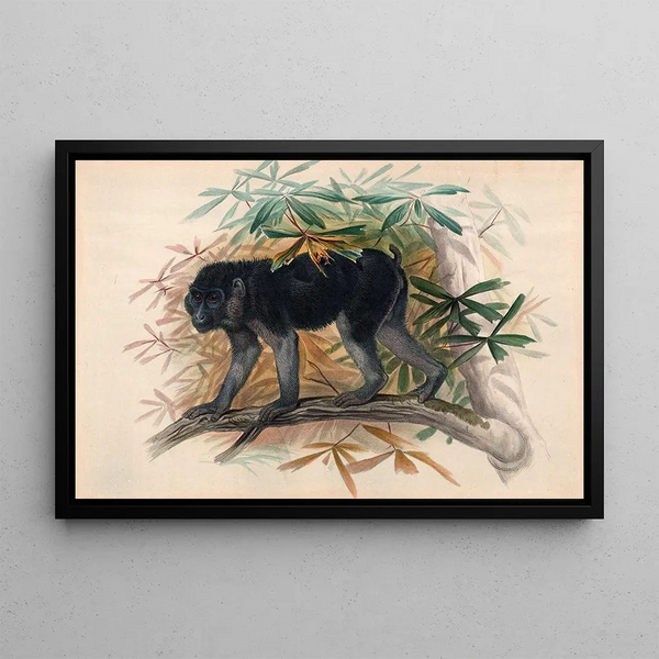 De zwarte aap - Joseph Wolf — ingelijst kunstwerk aan de muur