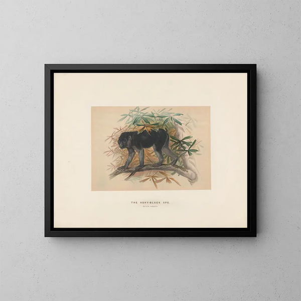 The ash-gray macaque - Joseph Wolf — framed artwork on a wall