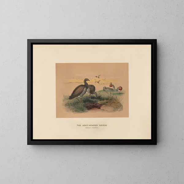L'Oie à tête cendrée - Joseph Wolf — framed artwork on a wall