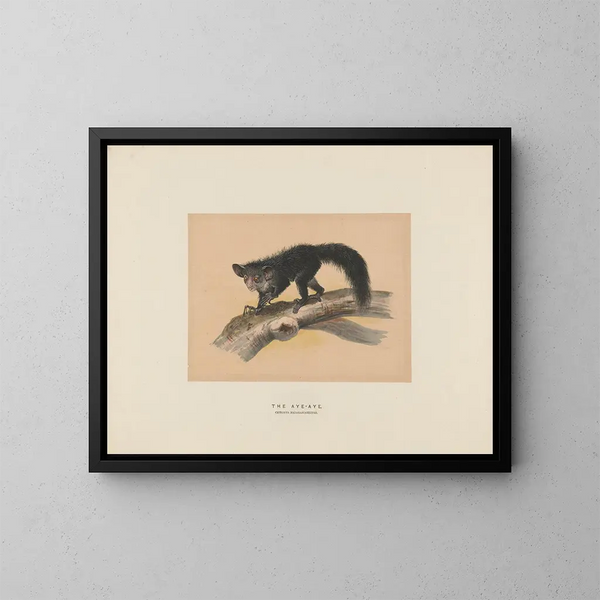 L'Aye-Aye - Joseph Wolf — framed artwork on a wall