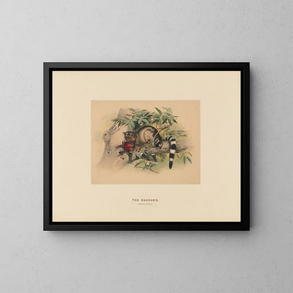 Les Bassaris - Joseph Wolf — framed artwork on a wall