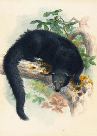 Joseph Wolf - The Binturong.webp