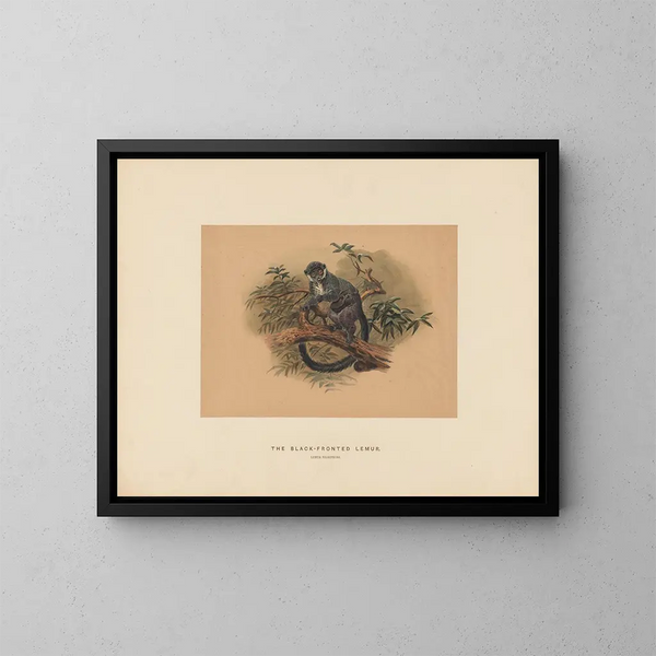 The black-fronted lemur - Joseph Wolf — framed artwork on a wall