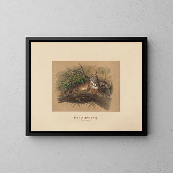 The Canadian Lynx - Joseph Wolf — framed artwork on a wall
