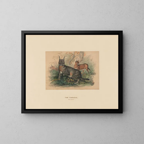 Le Caracal - Joseph Wolf — framed artwork on a wall