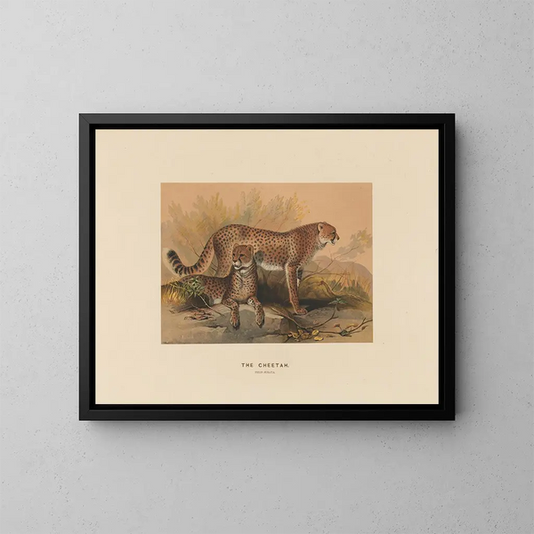 The Cheetah - Joseph Wolf — framed artwork on a wall