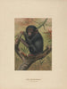 The chimpanzee - Joseph Wolf — artwork view