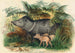 Le Pécari à Collier - Joseph Wolf — artwork view