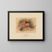 L'Eyra - Joseph Wolf — framed artwork on a wall