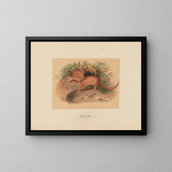 L'Eyra - Joseph Wolf — framed artwork on a wall