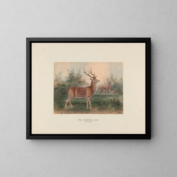 The Formosan Deer - Joseph Wolf — framed artwork on a wall
