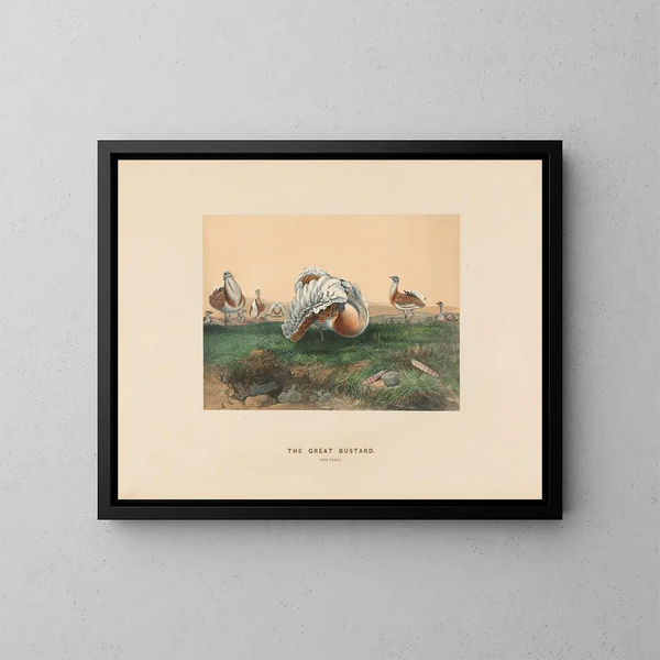 The Great White Heron - Joseph Wolf — framed artwork on a wall