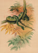 Le Boa vert - Joseph Wolf — weergave van het kunstwerk
