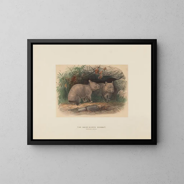 The Wombat with a Hairy Nose - Joseph Wolf — framed artwork on a wall