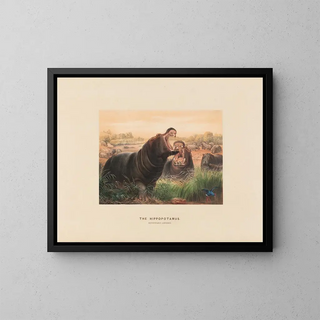Joseph Wolf - The Hippopotamus.webp