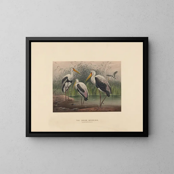 L'ibis des marais indien - Joseph Wolf — framed artwork on a wall
