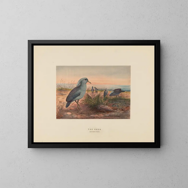 Le Kagu - Joseph Wolf — framed artwork on a wall