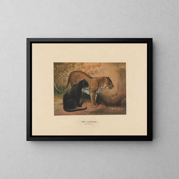 Le Léopard - Joseph Wolf — ingelijst kunstwerk aan de muur