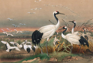 Joseph Wolf - The Mantchurian Crane.webp