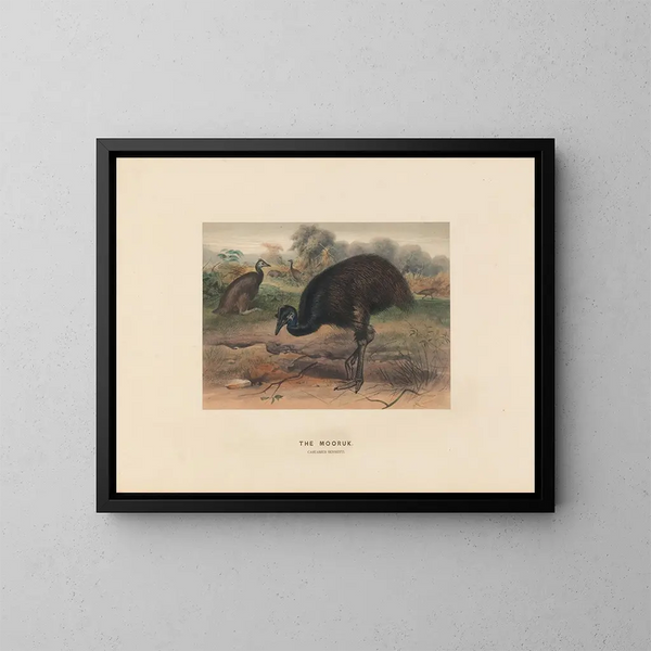Le Mooruk - Joseph Wolf — ingelijst kunstwerk aan de muur