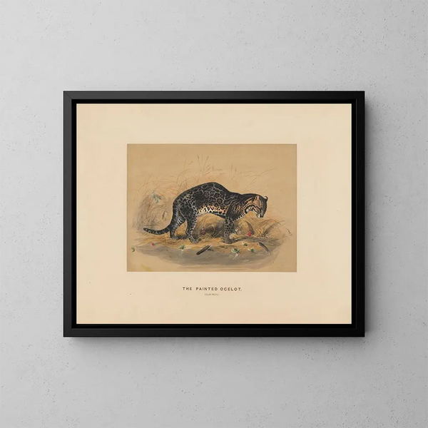 L'ocelot geschilderd - Joseph Wolf — ingelijst kunstwerk aan de muur