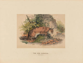 Joseph Wolf - The Red Caracal.webp