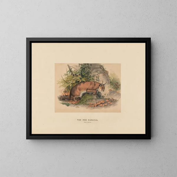Le Caracal rouge - Joseph Wolf — ingelijst kunstwerk aan de muur