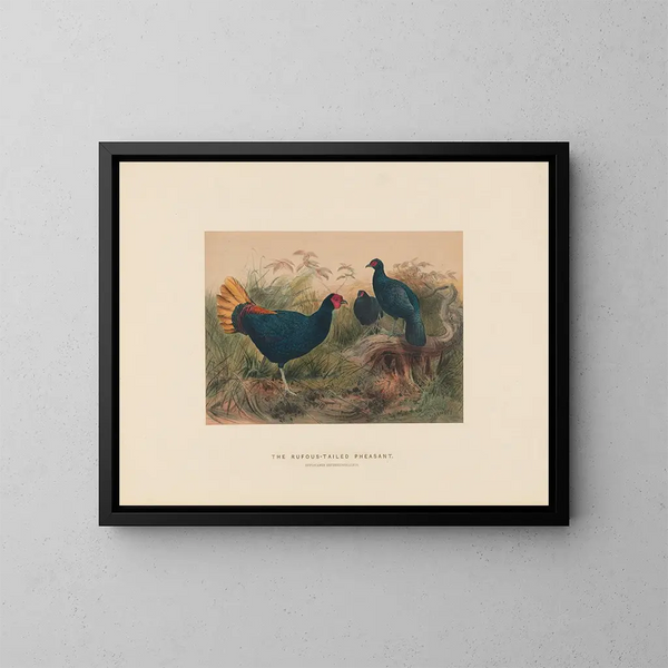 De roodstaartfazant - Joseph Wolf — ingelijst kunstwerk aan de muur