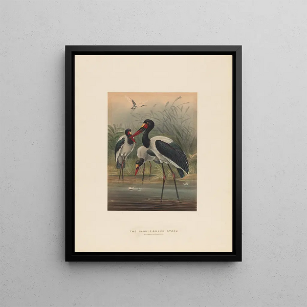 Joseph Wolf - The Saddlebilled Stork.webp