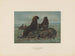 L'ours de mer - Joseph Wolf — weergave van het kunstwerk