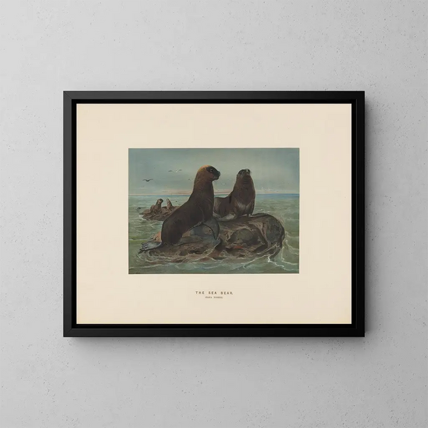 L'ours de mer - Joseph Wolf — ingelijst kunstwerk aan de muur