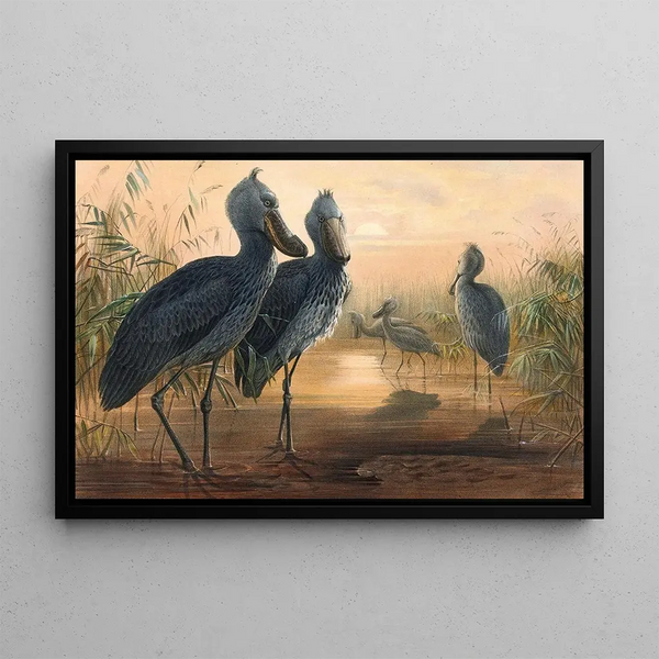Le Bec-en-sabot - Joseph Wolf — ingelijst kunstwerk aan de muur