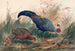 The Siamese Pheasant - Joseph Wolf — artwork view