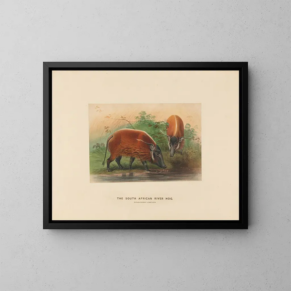 De nijlpaard van Zuid-Afrika - Joseph Wolf — ingelijst kunstwerk aan de muur
