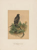 L'aigle tacheté - Joseph Wolf — artwork view