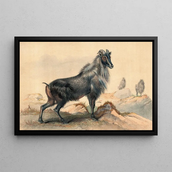 Joseph Wolf - The Thar Goat.webp