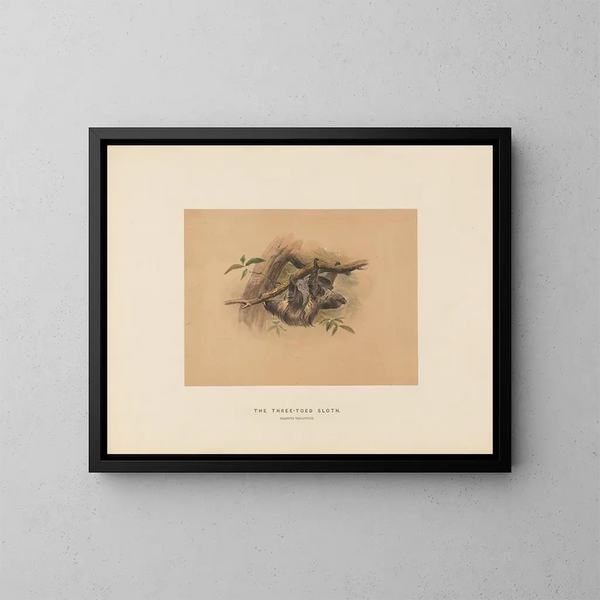 De luiaard met drie vingers - Joseph Wolf — ingelijst kunstwerk aan de muur