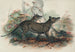 The Thylacine - Joseph Wolf — artwork view
