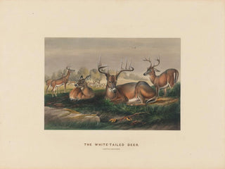 Joseph Wolf - The Whitetailed Deer.webp