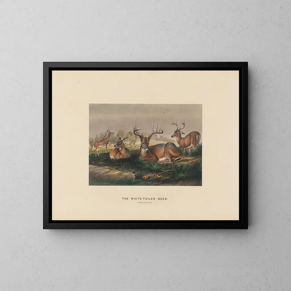 De witte staarthert - Joseph Wolf — ingelijst kunstwerk aan de muur