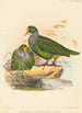 Twee vogels - Joseph Wolf — weergave van het kunstwerk