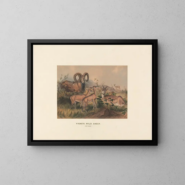 Wijnstokken van wilde schapen - Joseph Wolf — ingelijst kunstwerk aan de muur