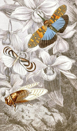 Jules Rothschild - Hemipteres Pl XVI.webp