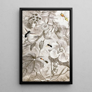Jules Rothschild - Hymenopteres Pl X.webp