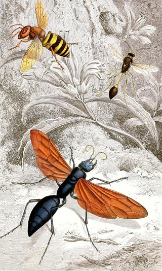 Jules Rothschild - Hymenopteres Pl XII.webp