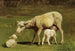Een schaap en twee lammetjes - Juliette Peyrol-Bonheur — weergave van het kunstwerk