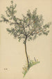 Onbekende titel fruitboom - Karl Wiener — weergave van het kunstwerk