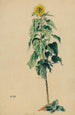Zonnebloem - Karl Wiener — weergave van het kunstwerk