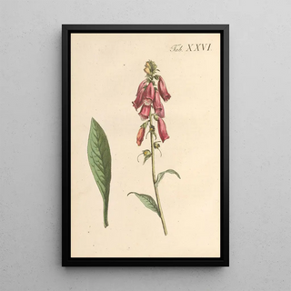 Karl Wilhelm Juch - Abbildung und populare Beschreibung von acht und vierzig Giftpflanzen Pl26.webp